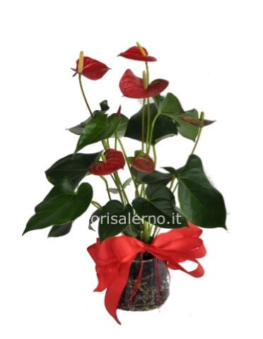 Pianta di anthurium grande