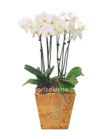 Pianta di phalaenopsis a 2 steli bianca
