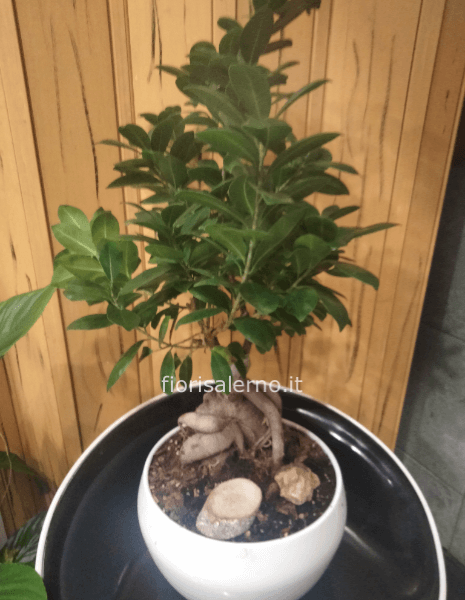 Bonsai in ceramica