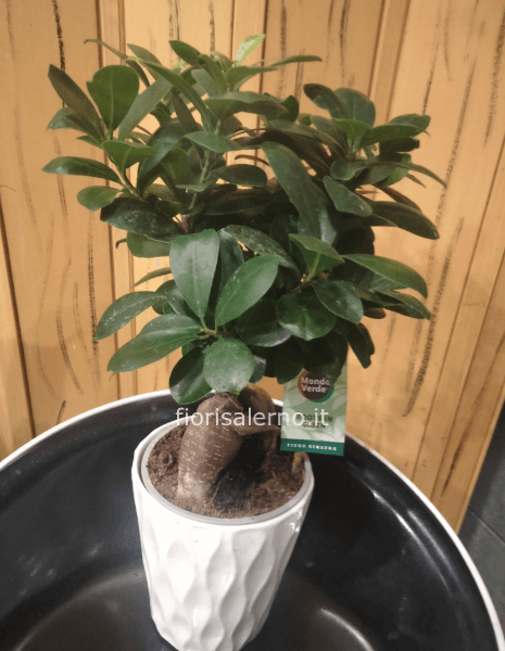 Bonsai piccolo in vaso di ceramica 