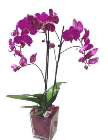 Phaleonopsis colorata