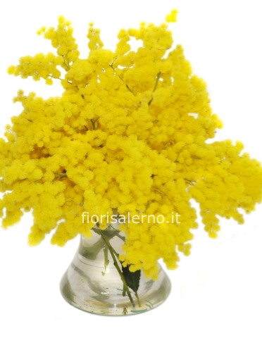 Bouquet di rami di mimosa