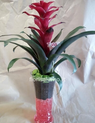 Guzmania in vetro
