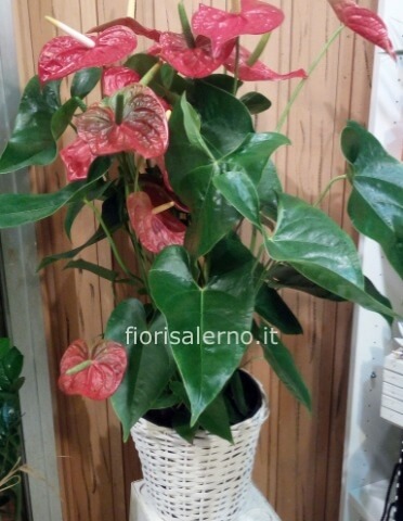 Anthurium