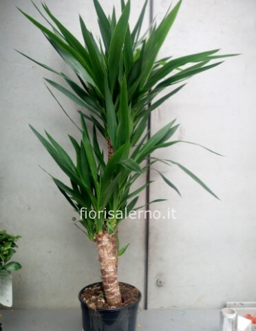 Yucca
