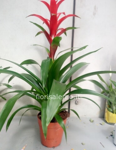 Guzmania