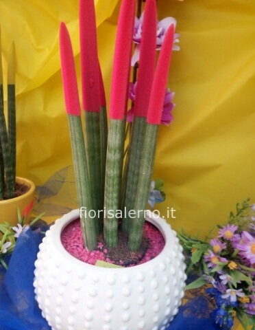 Sansevieria tubolare colorata in ceramica