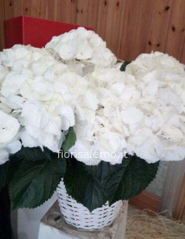 Ortensia bianca gigante