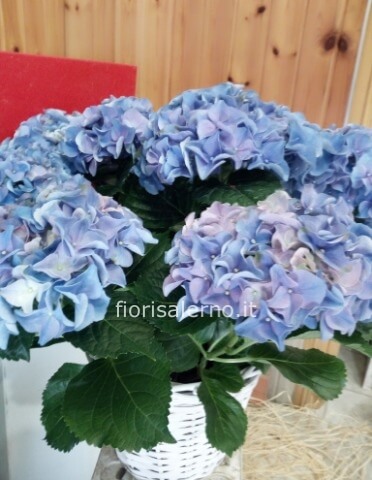 Ortensia blu