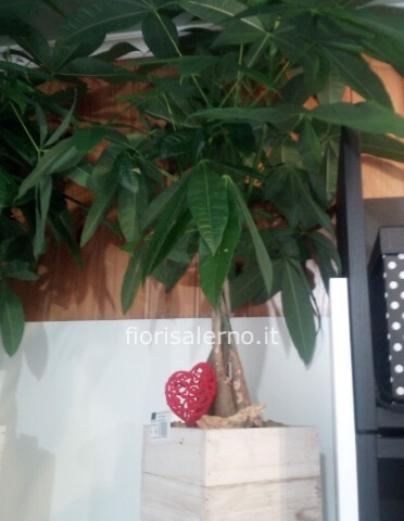 Pachira in cassetta di legno