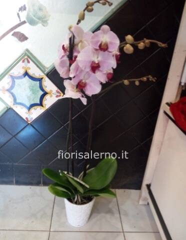 Orchidea colorata in vaso di ceramica