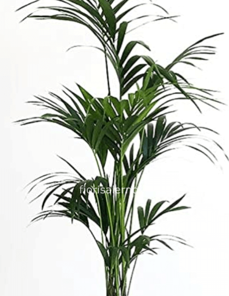 Kenzia altezza 2 metri 