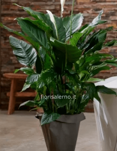 Spatifilia altezza cm 90