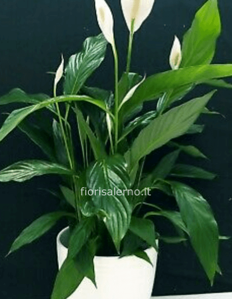 Spatifilia in vaso di ceramica