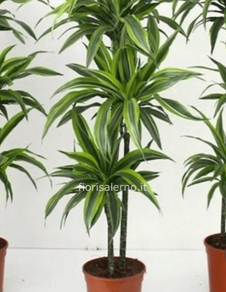 Dracena variegata 1,60 cm