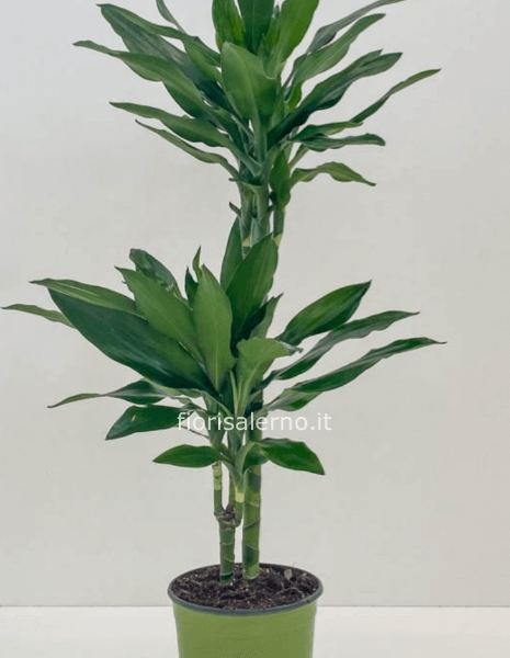 Tronchetto altezza cm 1,60 circa