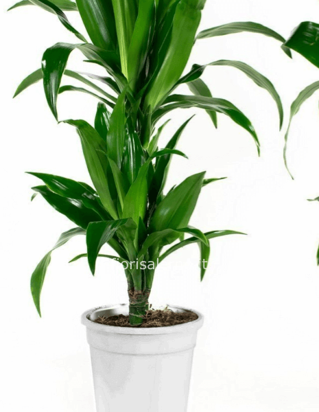 Tronchetto altezza 1 metro in vaso di ceramica