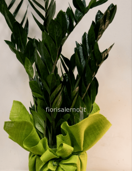 Zamia 50 cm