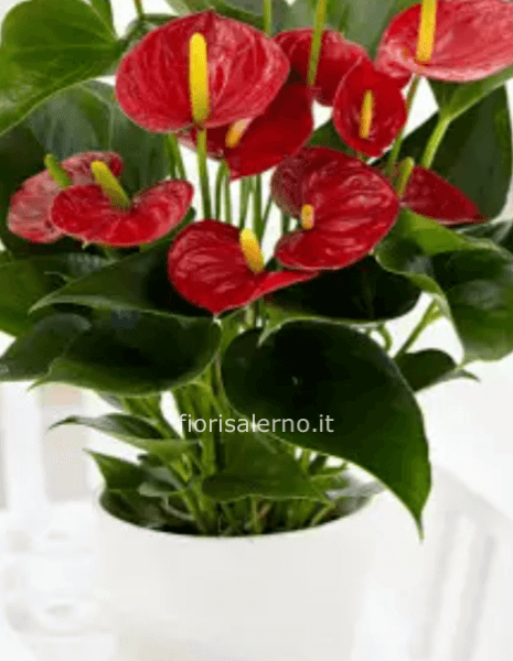 anthurium  