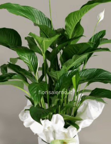 Spatifilia grande altezza 80 cm larghezza 40 cm