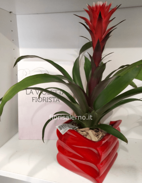 Guzmania in ceramica il colore del vaso è a secondo della disponibilità del momento 