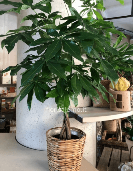 Pachira 1,80cm