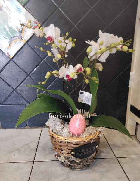 Orchidea in vaso di vimini o ceramica. Secondo disponibilità