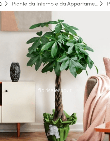 Pachira gigante altezza 1, 90 cm