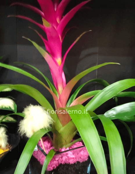 Guzmania in vetro o vaso di ceramica