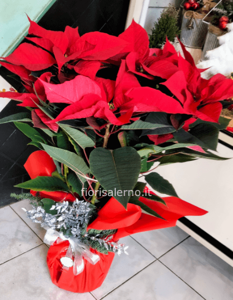 Stella di Natale media