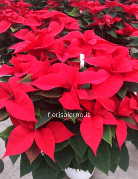 Stella di Natale gigante