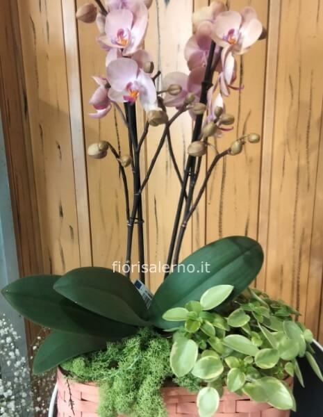 Orchidea con piantina verde in cesto