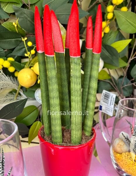 Sansevieria colorata