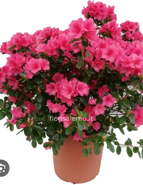 Azalea