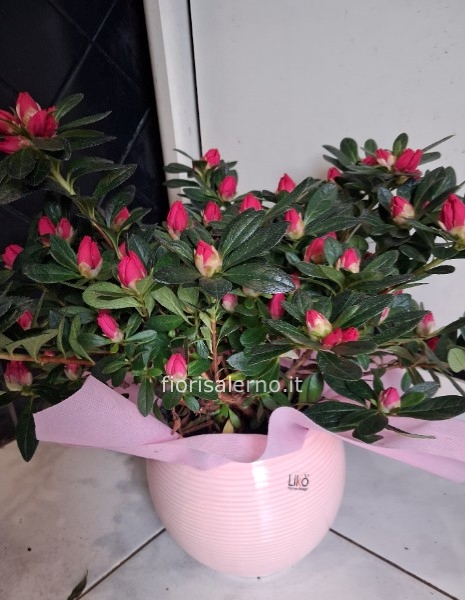 Azalea in ceramica