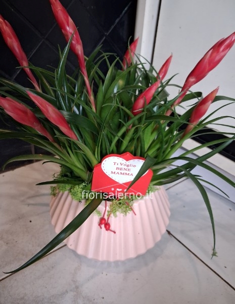 Tillandsias in ceramica