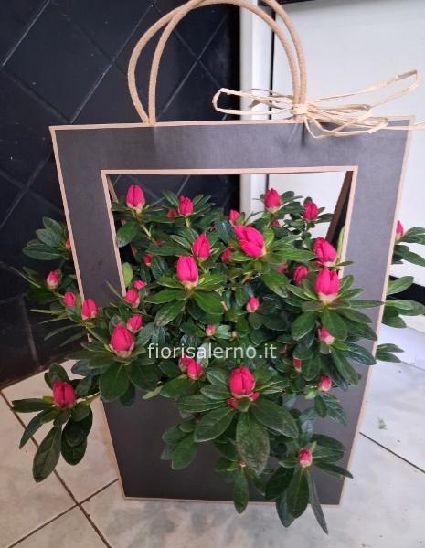 Azalea in borsetta
