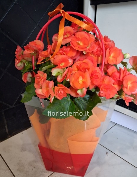 Begonia in borsetta
