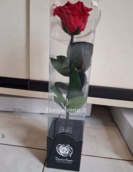 Rosa stabilizzata a stelo